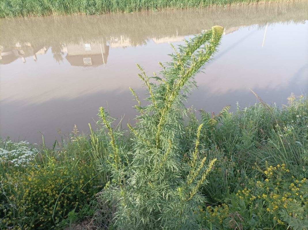 Image of Artemisia tournefortiana specimen.