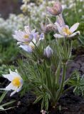 Pulsatilla multifida