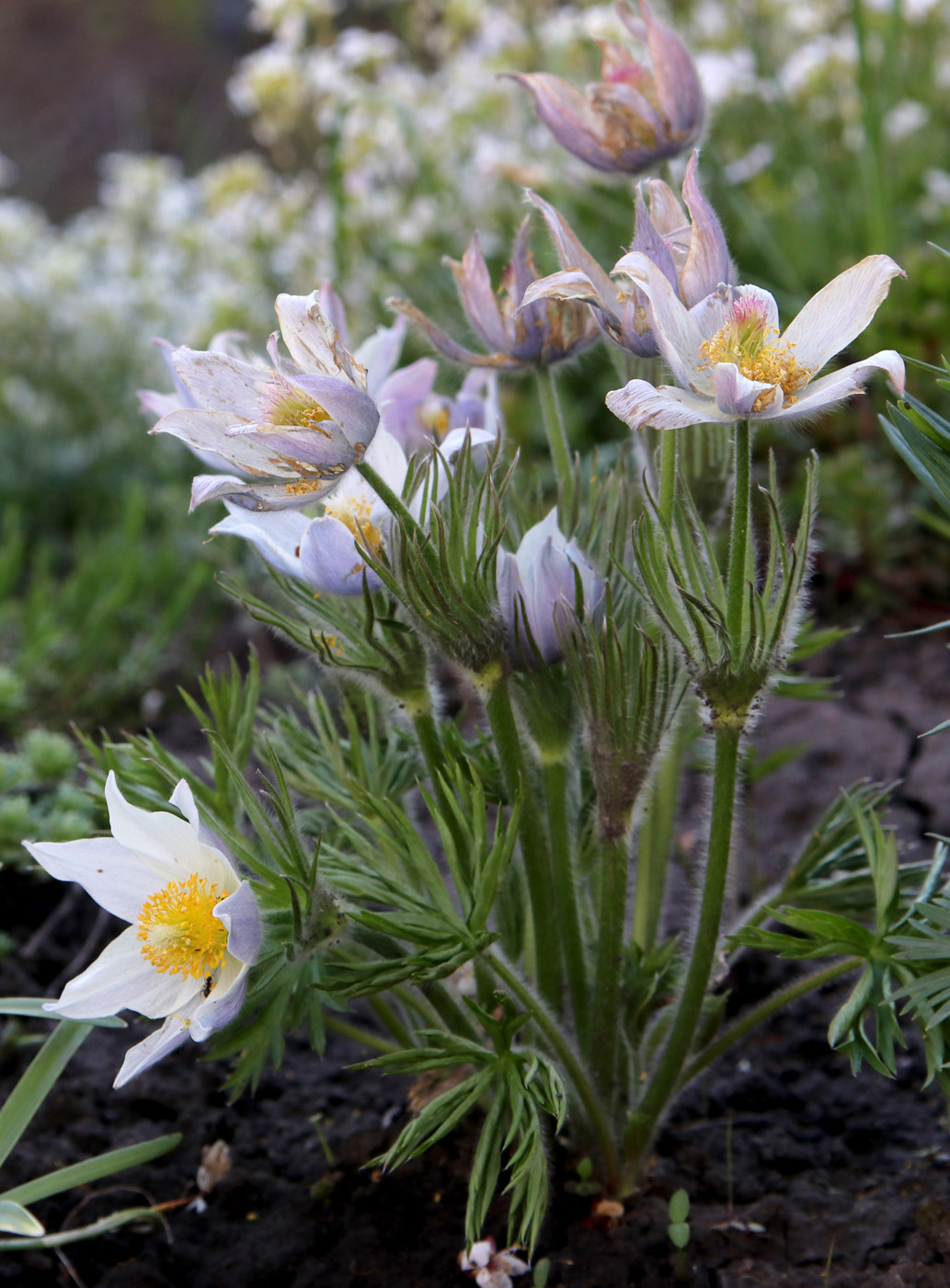 Изображение особи Pulsatilla multifida.