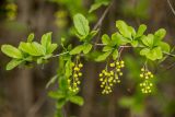 Berberis vulgaris. Ветвь с соцветием в бутонах. Ростовская обл., Тарасовский р-н, гора Городище, дубовое редколесье. 01.05.2022.