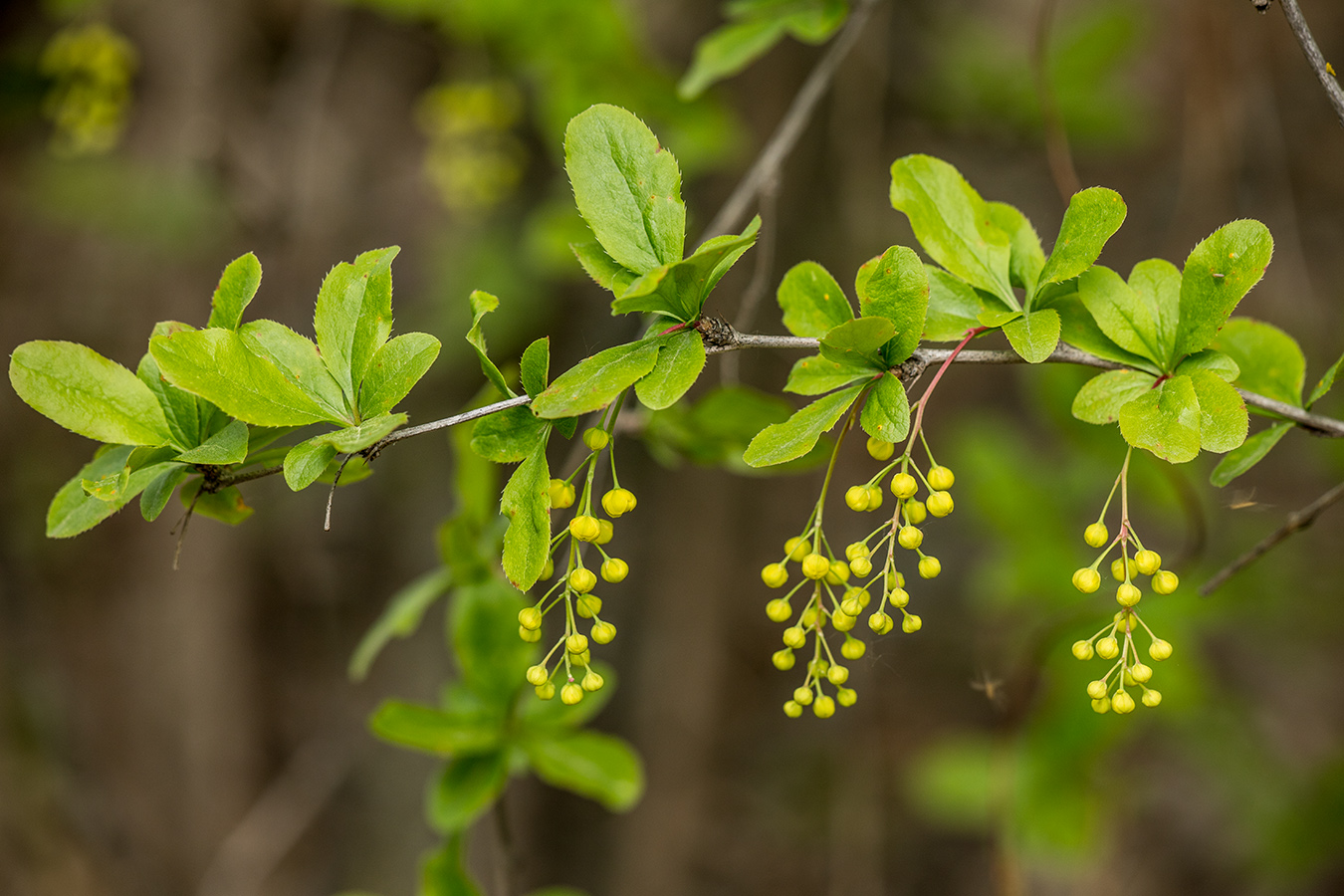 Изображение особи Berberis vulgaris.