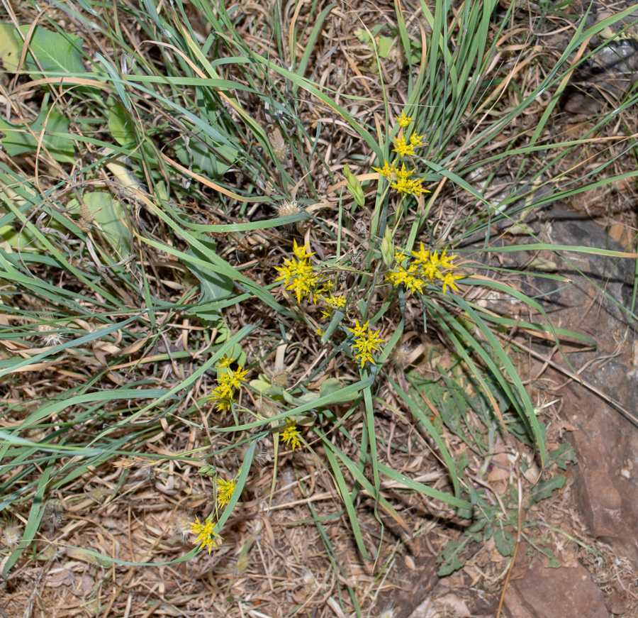 Изображение особи Bupleurum odontites.