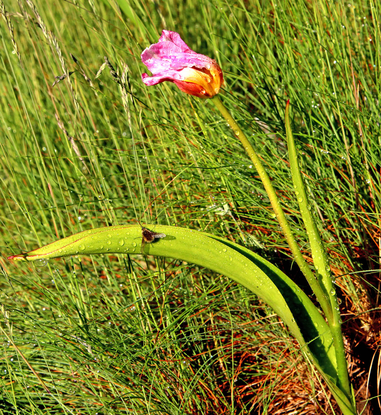 Image of Tulipa saxatilis specimen.