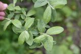 genus Salix. Ветвь. Республика Ингушетия, Джейрахский р-н, окр. башни Кашети, высота ок. 1780 м н.у.м., берег ручья. 18 июня 2022 г.