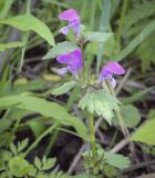 Lamium maculatum. Верхушка цветущего растения. Владимирская обл., г. Александров, разнотравный луг в пойме реки Серая. 18.06.2022.