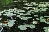 Nymphaea candida. Заросли цветущих растений. Санкт-Петербург, Старый Петергоф, парк \"Сергиевка\", Большой пруд, восточная протока. 17.07.2022.