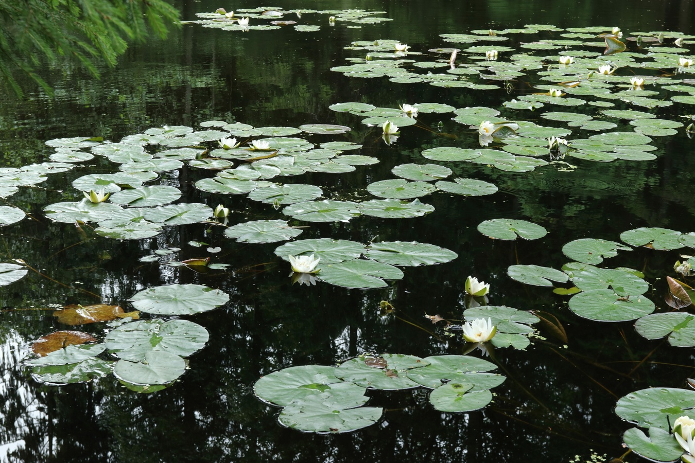 Изображение особи Nymphaea candida.