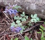 Corydalis solida