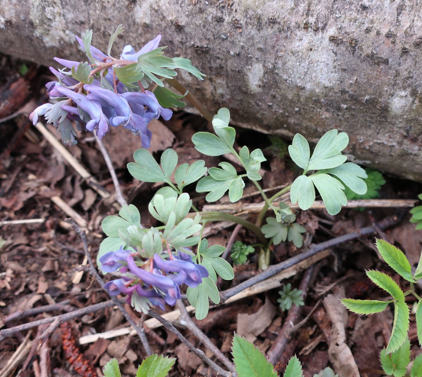 Изображение особи Corydalis solida.