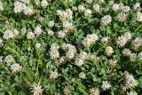 Trifolium ambiguum
