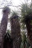 Dracophyllum pandanifolium. Вегетирующее растение. Австралия, штат Тасмания, национальный парк \"Mount Field\". 25.12.2010.