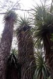 Dracophyllum pandanifolium