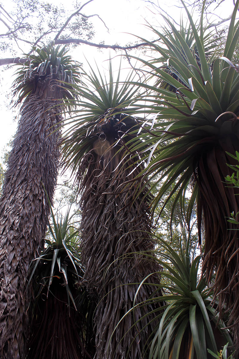 Изображение особи Dracophyllum pandanifolium.