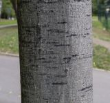 Quercus rubra. Средняя часть ствола. Москва, ВДНХ, озеленение, в культуре. 15.09.2022.