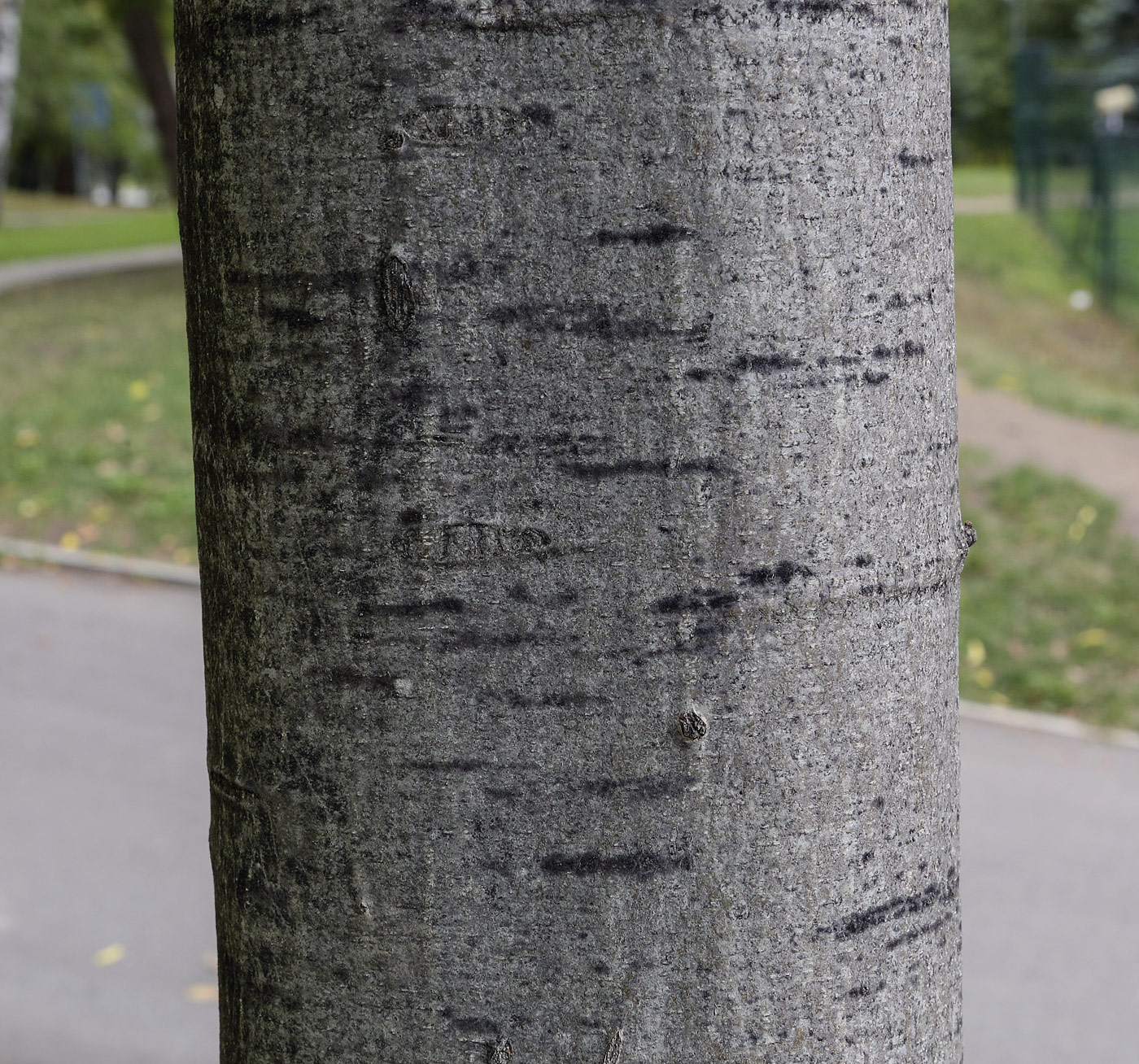 Изображение особи Quercus rubra.