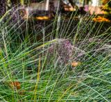 Muhlenbergia ciliata