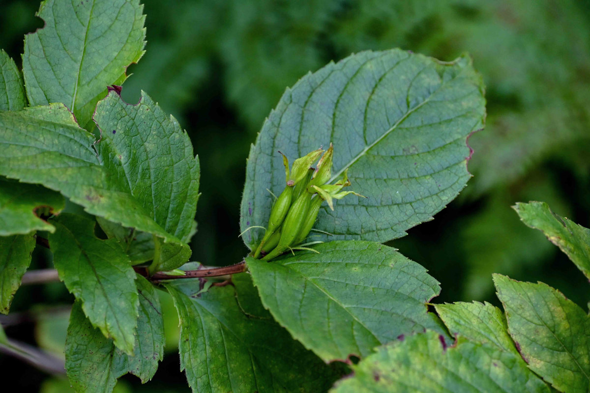 Image of Weigela middendorffiana specimen.