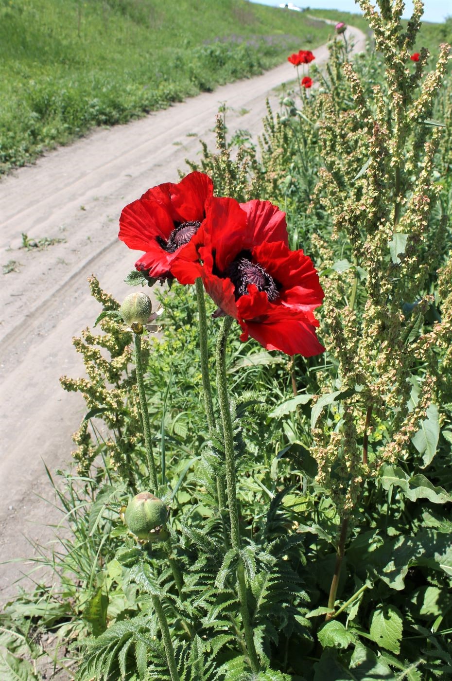 Image of Papaver bracteatum specimen.