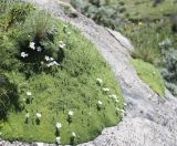 Gypsophila imbricata