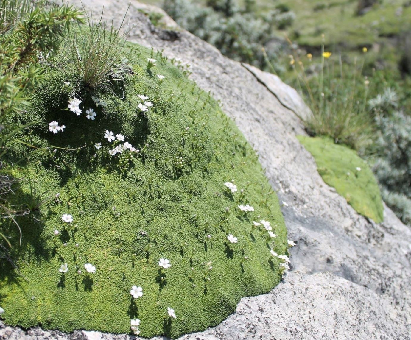 Изображение особи Gypsophila imbricata.