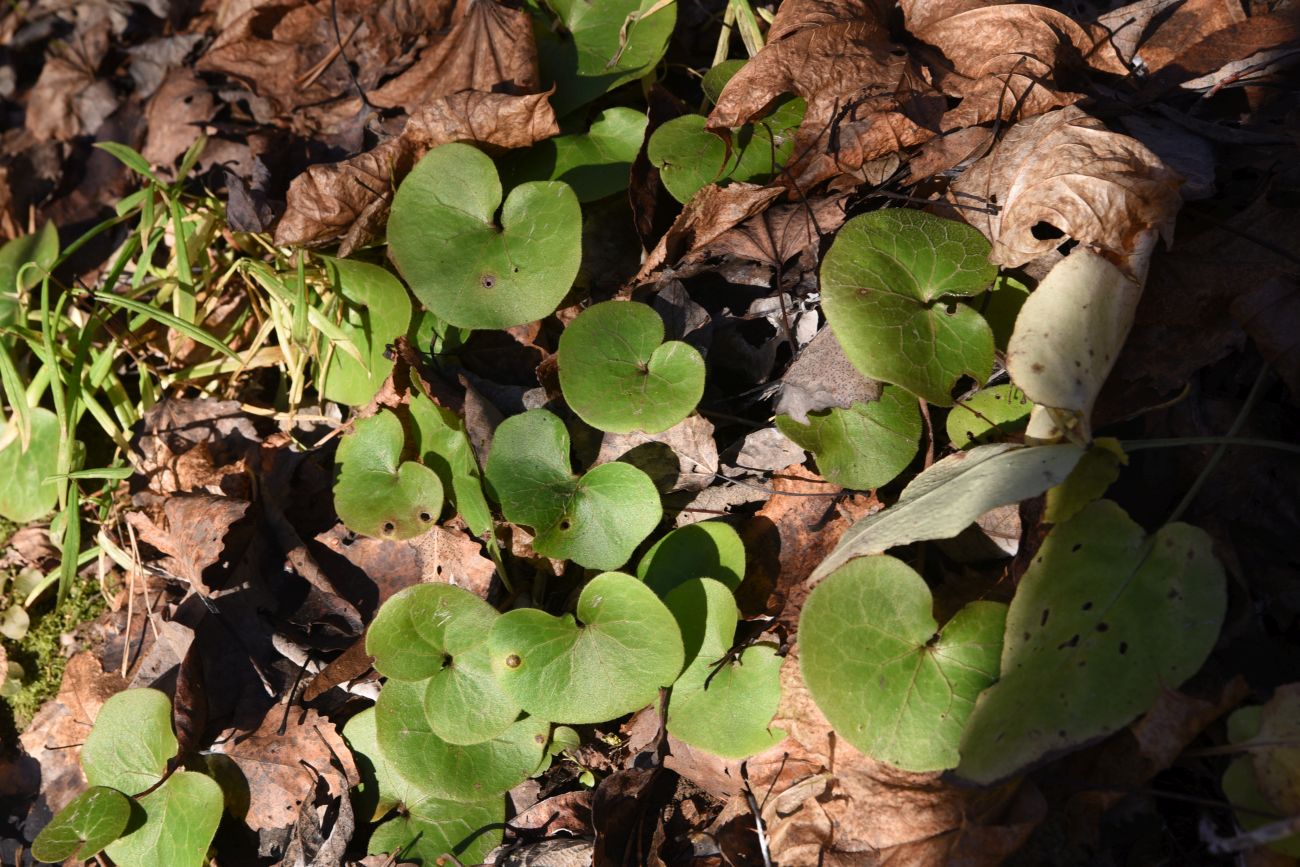 Image of Asarum europaeum specimen.