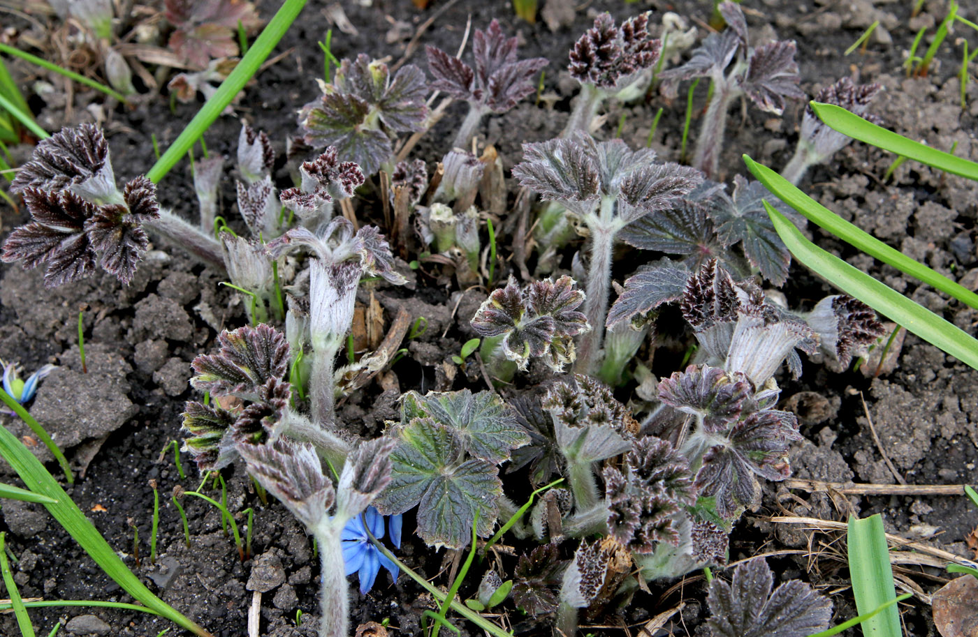 Image of Anemone hupehensis specimen.