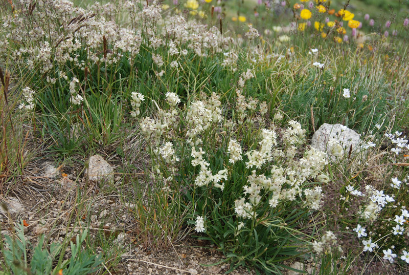 Image of Silene chamarensis specimen.