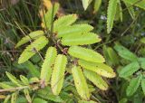 Sanguisorba tenuifolia. Стеблевой лист. Камчатский край, Елизовский р-н, берег Авачинского залива, Халактырский пляж. 29.08.2022.