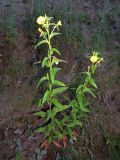 Oenothera villosa. Цветущее и плодоносящее растение. Томская обл., Кожевниковский р-н, окр. с. Киреевск, обрывистый берег Оби. 16.07.2017.