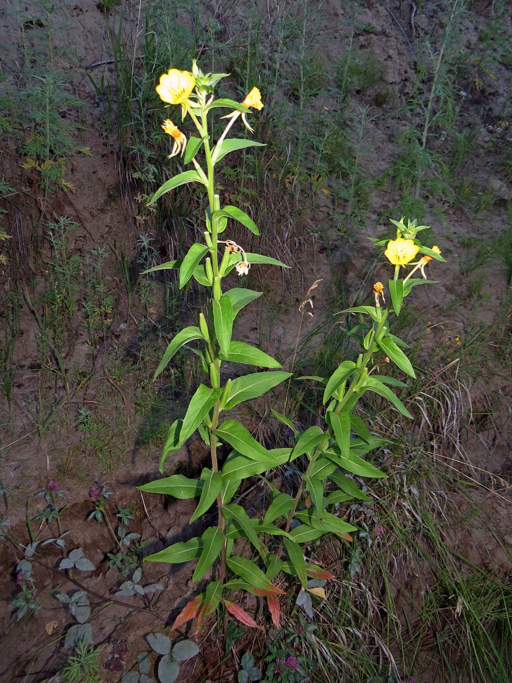 Изображение особи Oenothera villosa.