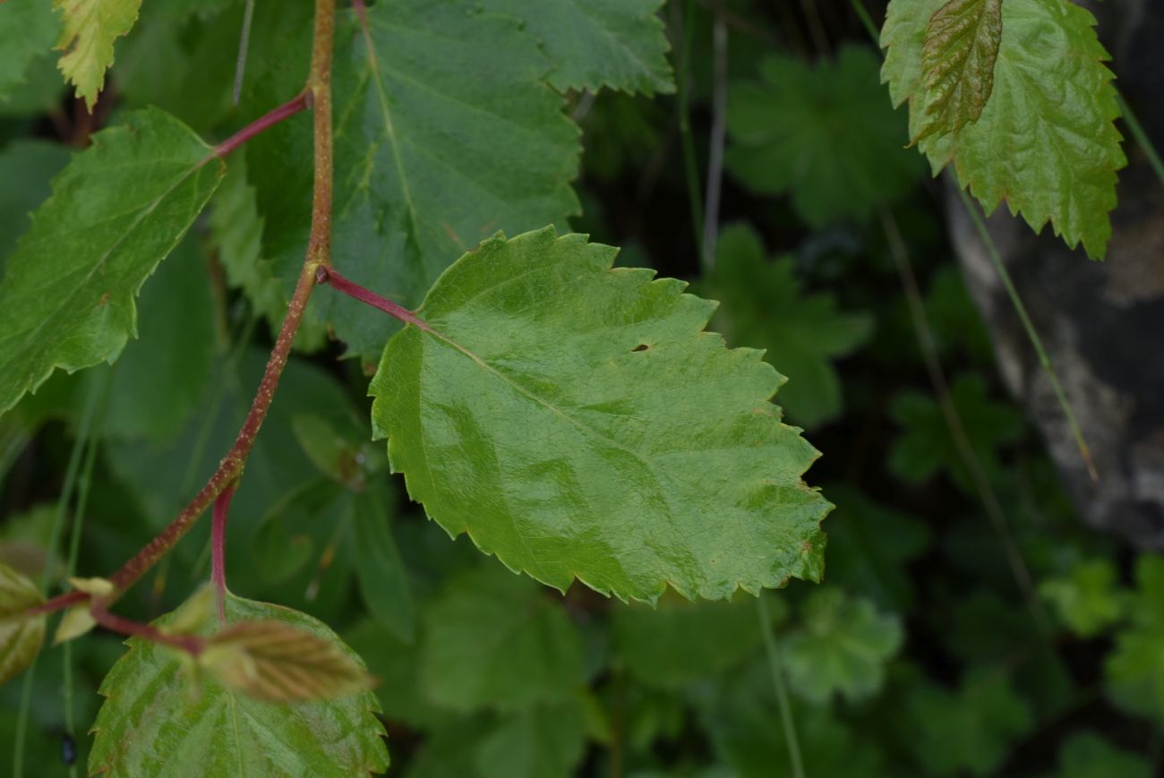 Изображение особи Betula pendula.