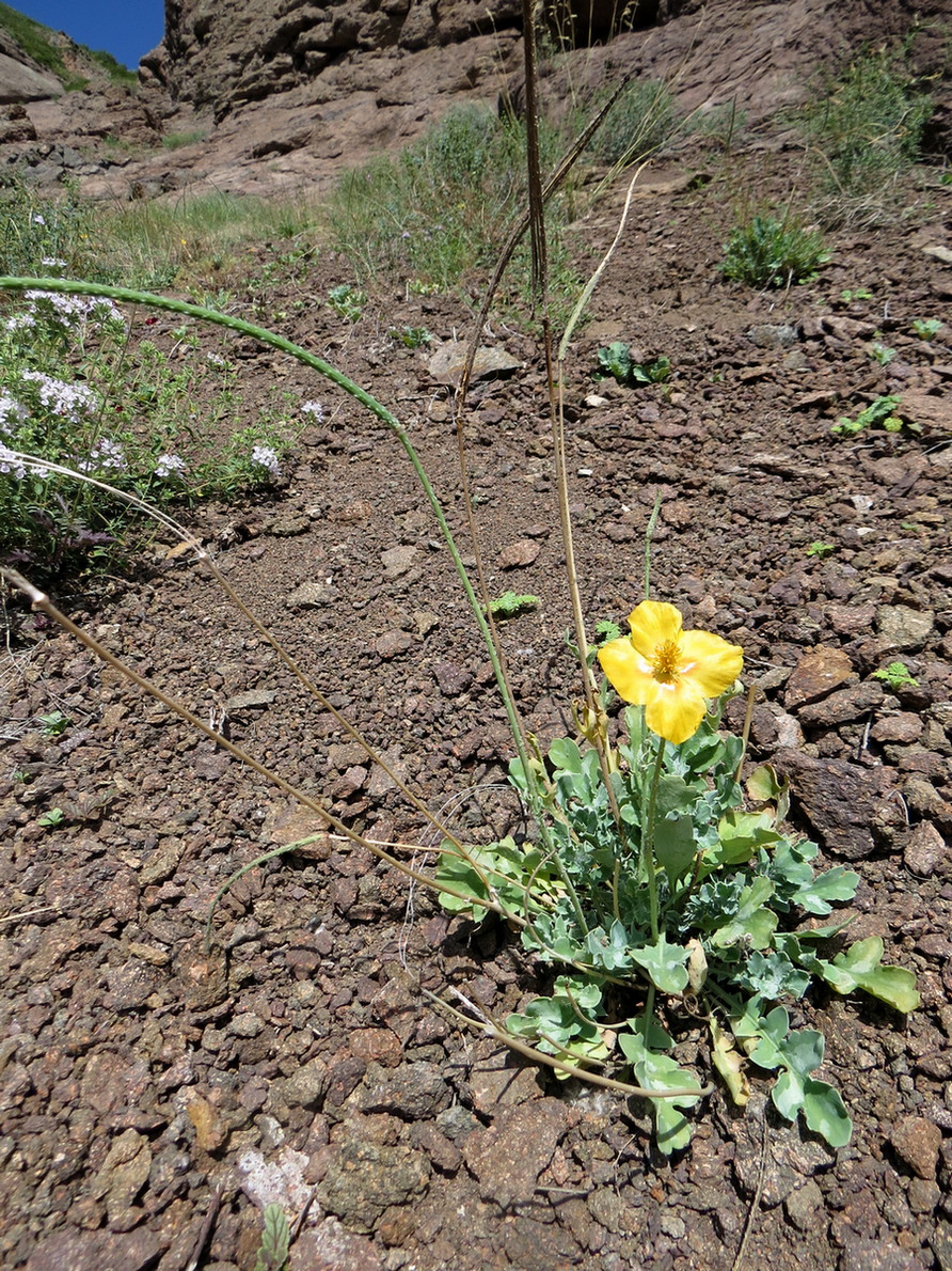 Изображение особи Glaucium squamigerum.