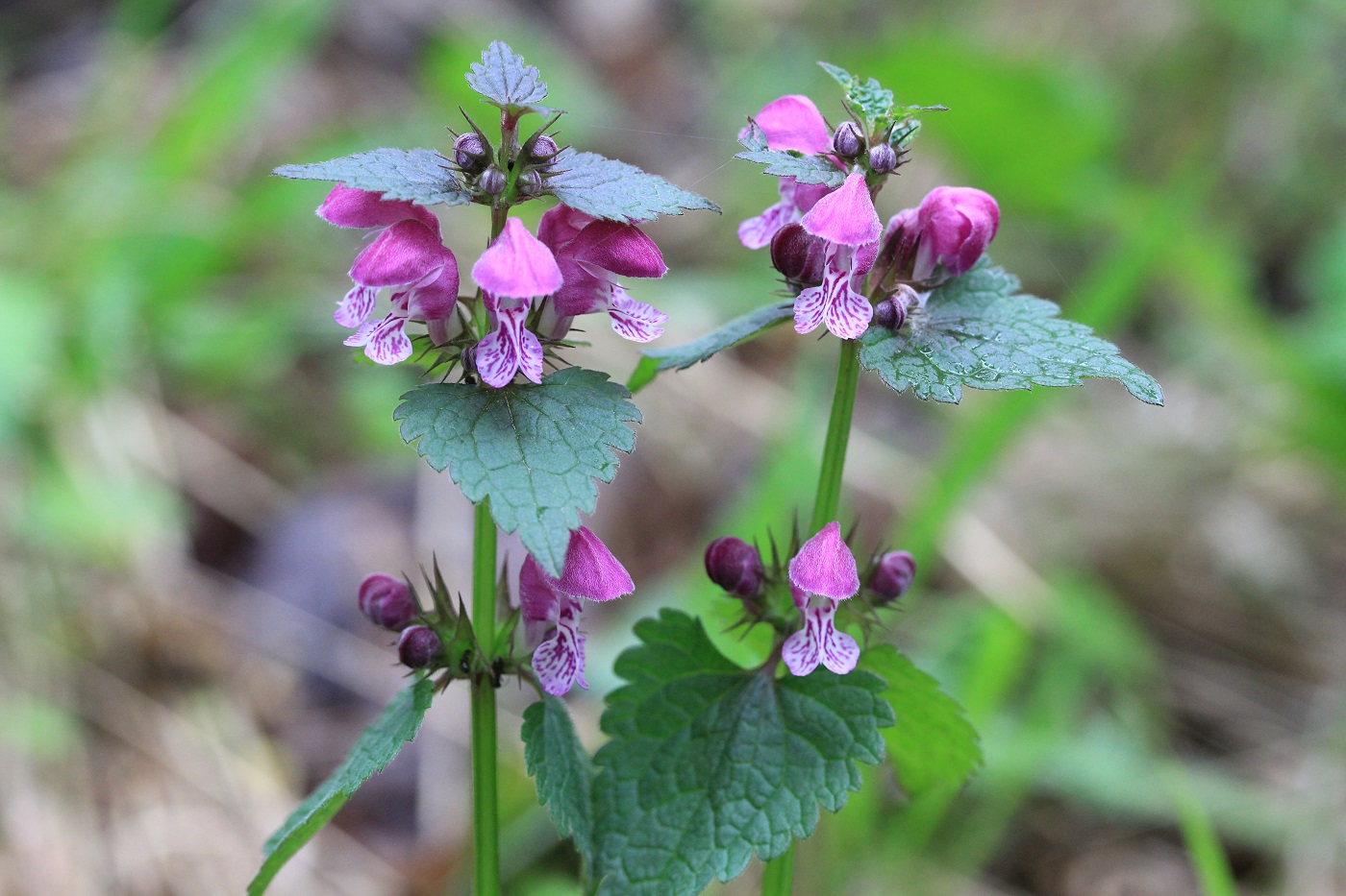 Image of Lamium maculatum specimen.