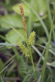 Carex pallescens. Верхушка плодоносящего побега. Владимирская обл., Александровский р-н, окр. с. Старая Слобода, залежь. 11.06.2022.