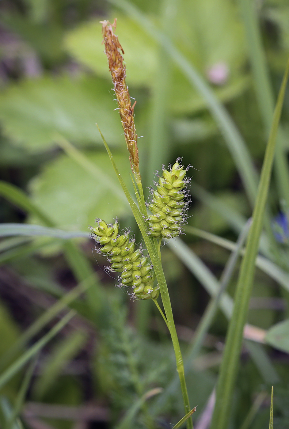 Изображение особи Carex pallescens.