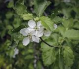род Malus