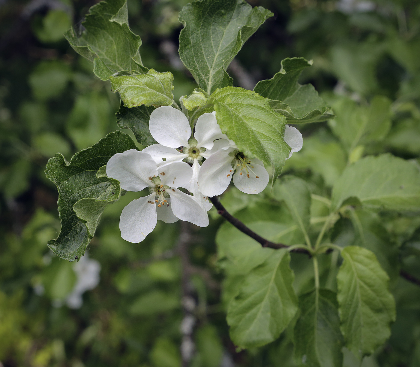 Изображение особи род Malus.