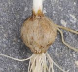Image of taxon representative. Author is Роланд Цандекидис