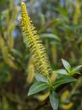 Salix triandra