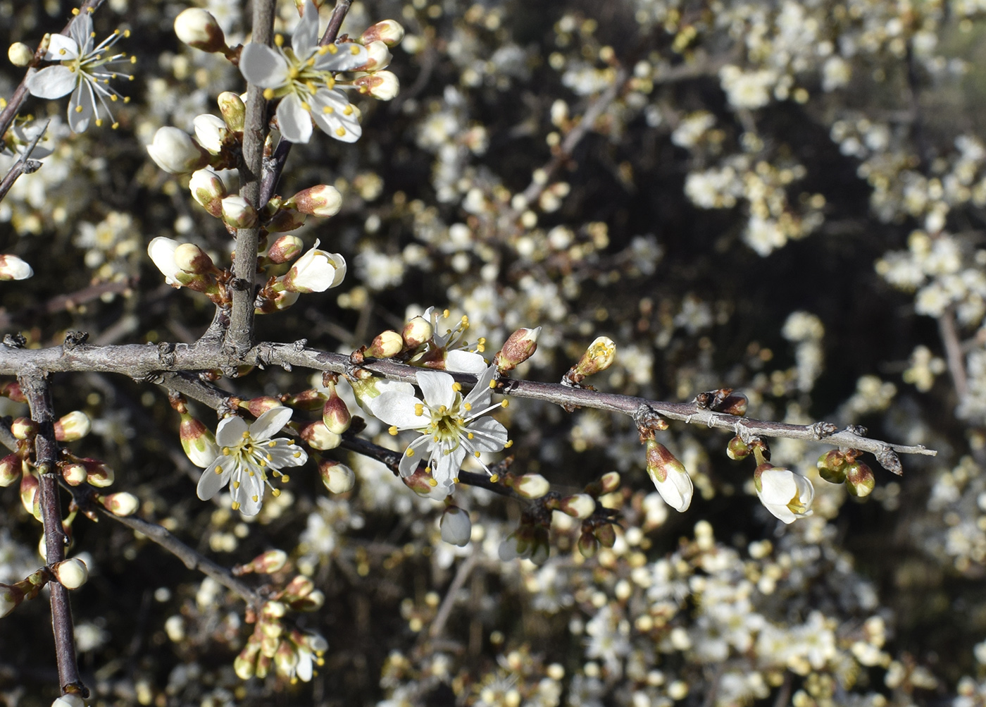 Image of Prunus spinosa specimen.