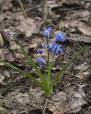 Scilla siberica