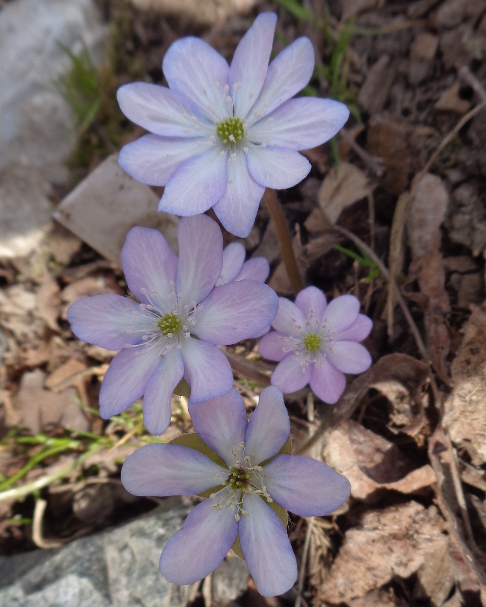 Image of Hepatica nobilis specimen.