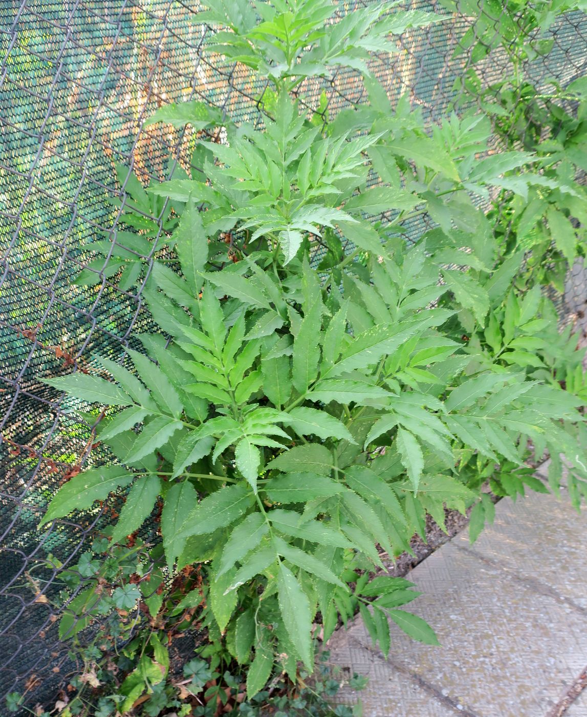 Image of Sambucus ebulus specimen.