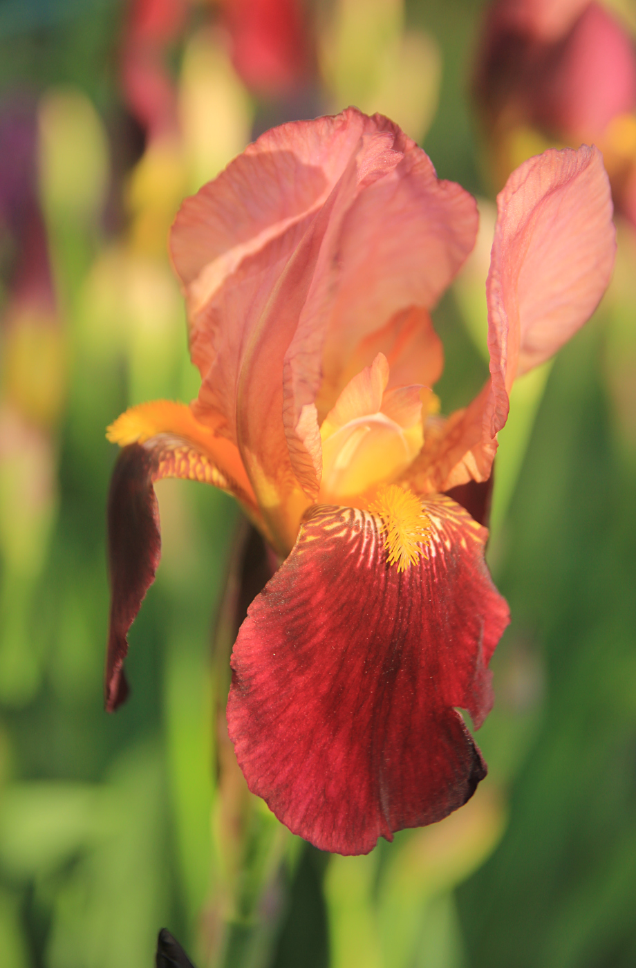 Image of Iris &times; hybrida specimen.