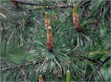 Pinus sylvestris. Верхушки побегов с микростробилами и каплями дождя на иглах. Московская обл., Раменский р-н, окр. дер. Хрипань, садовый участок. 26.05.2023.