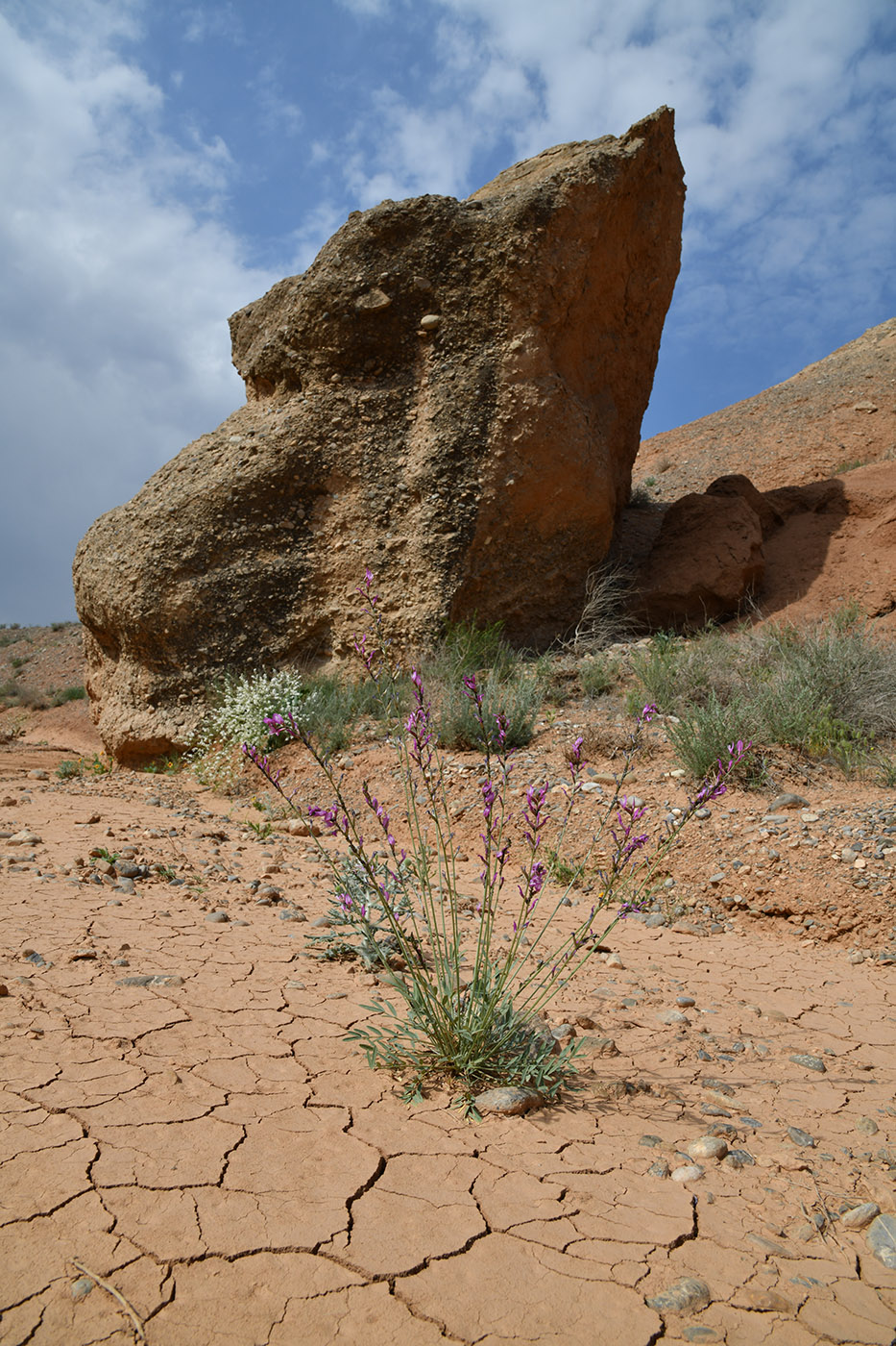 Image of Astragalus intarrensis specimen.