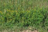 Melilotus indicus. Цветущие растения. Крым, Севастополь, Инкерман, в траве возле пляжа. 07.05.2016.