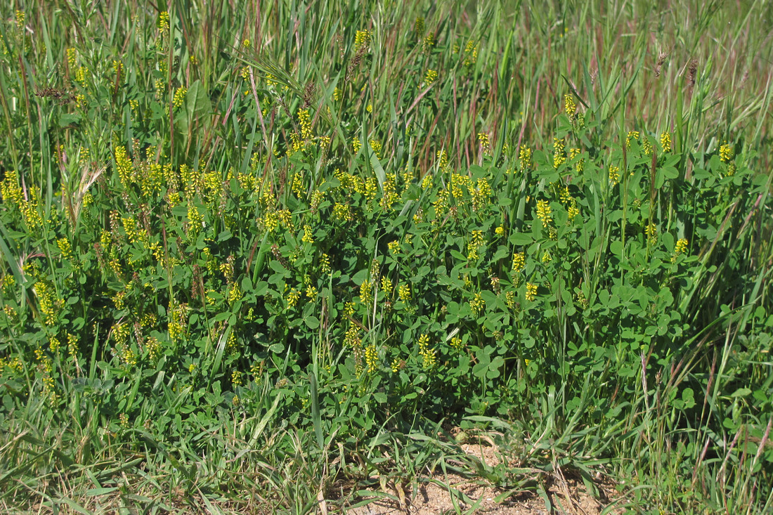 Изображение особи Melilotus indicus.