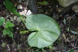 Pachyphragma macrophyllum. Лист (вид на абаксиальную поверхность). Кабардино-Балкария, Эльбрусский р-н, Тызыльское ущелье, окр. минерального источника, заросли на правом берегу реки. 25 июля 2022 г.