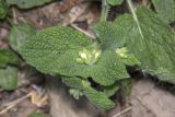 Symphytum tauricum. Верхушка побега с бутонами. Крым, Бахчисарайский р-н, окр. пгт Куйбышево. 02.05.2020.